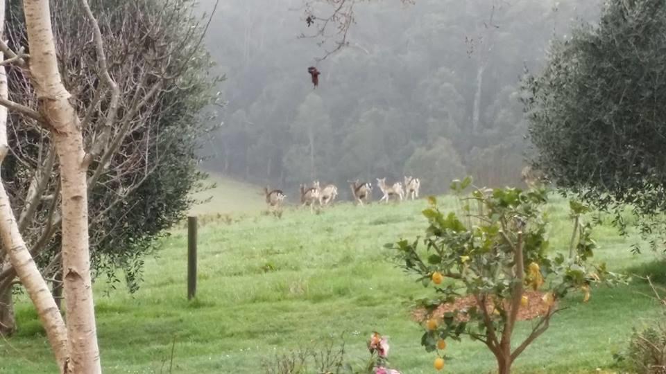 Vivere Retreat Neerim South Esterno foto